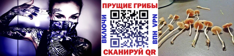 сколько стоит  KRAKEN ссылка  мориарти телеграм  Миньяр  Псилоцибиновые грибы Cubensis 